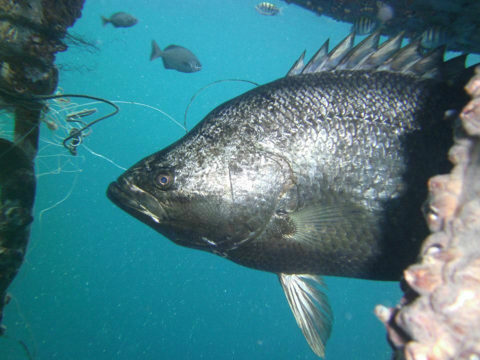 Pacific tripletail