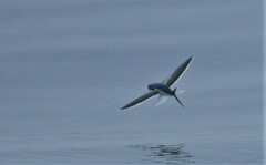 Abe's Flyingfish photo 2