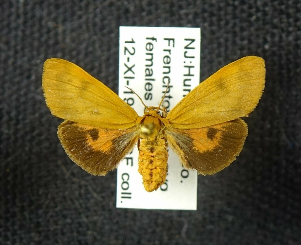Blackish Tiger Moth