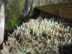 Cladoniaceae