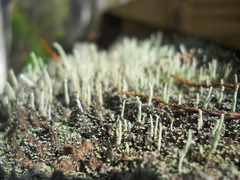 Cladoniaceae