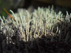 Cladoniaceae