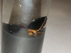 Hydaticus bimarginatus