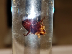 Hydaticus bimarginatus