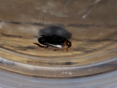 Hydaticus bimarginatus