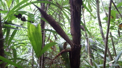 Desmoncus chinantlensis