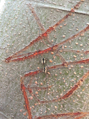 Leuronychus pacificus