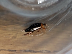 Hydaticus bimarginatus