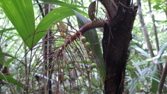 Desmoncus chinantlensis