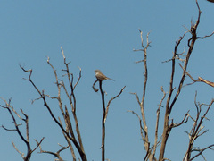 Artemisiospiza belli