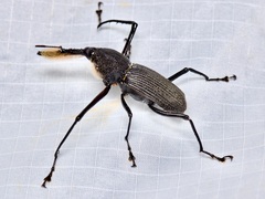 Rhinostomus barbirostris image