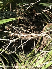 Erythemis simplicicollis