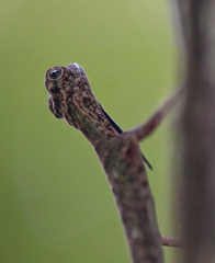 Draco melanopogon