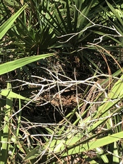 Erythemis simplicicollis