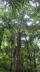 Cryosophila stauracantha