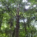 Cryosophila stauracantha - Photo (c) Ricardo González, μερικά δικαιώματα διατηρούνται (CC BY-NC-ND), uploaded by Ricardo González