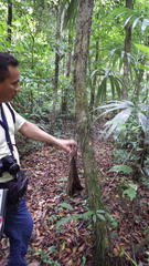 Cryosophila stauracantha