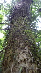 Cryosophila stauracantha