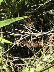 Erythemis simplicicollis