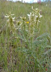 Astragalus drummondii
