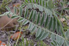 Astragalus drummondii