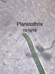 Planktothrix