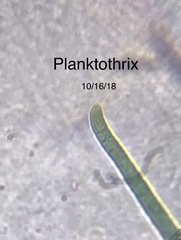 Planktothrix