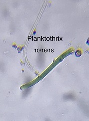 Planktothrix