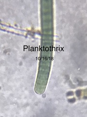 Planktothrix