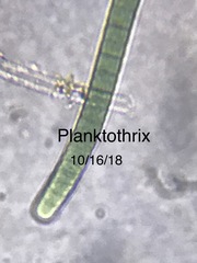 Planktothrix