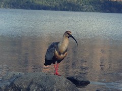 Theristicus melanopis