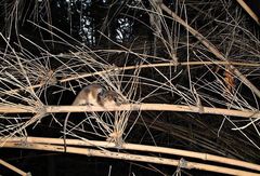 Dromiciops gliroides