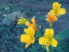 Alstroemeria aurea