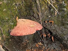 Fungi