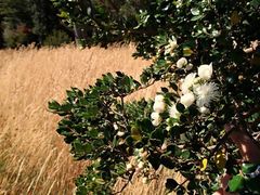 Luma apiculata