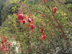 Fuchsia magellanica