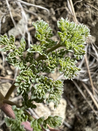 Rone's Desert-Parsley (Lomatium roneorum)