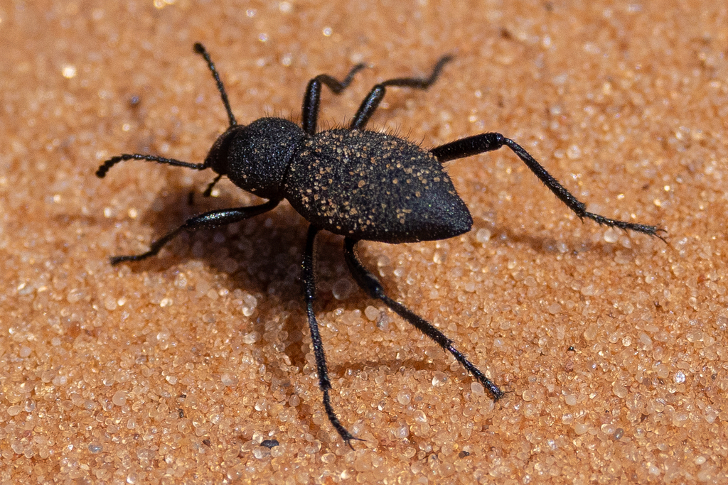 Pseudeleodes