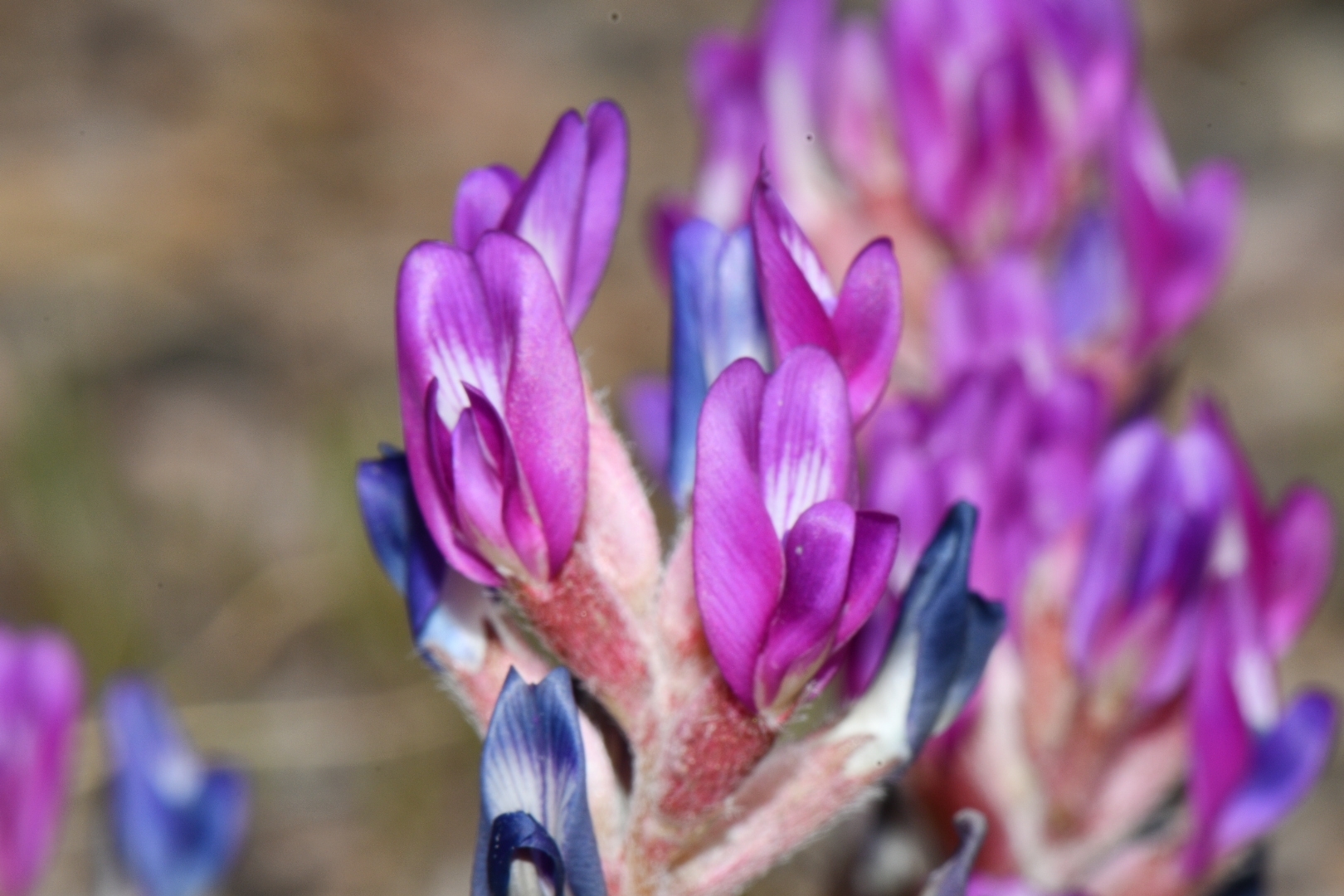 Astragalus amphioxys A.Gray