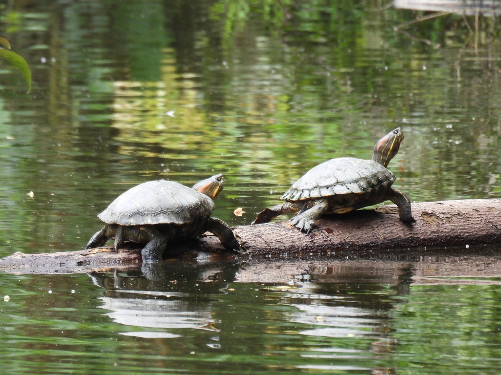 Colombian Slider in March 2023 by HUGO DAVID CAVERZASI · iNaturalist