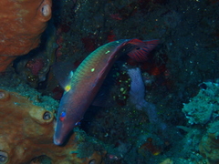 Bodianus dictynna