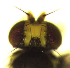 Liriomyza watti