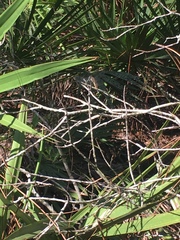 Erythemis simplicicollis