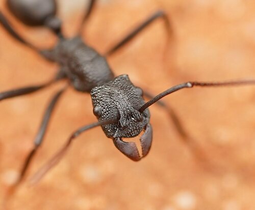 斑腹皱猛蚁Rhytidoponera punctiventris