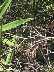 Erythemis simplicicollis