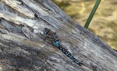 Rhionaeschna variegata