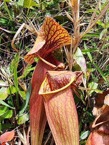 Sarracenia naczii