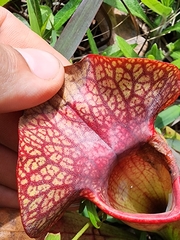 Sarracenia × naczii, photograph Scott Allen Davis, CC BY, iNaturalist via GBIF