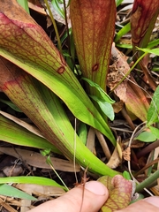 Sarracenia × naczii, photograph Scott Allen Davis, CC BY, iNaturalist via GBIF
