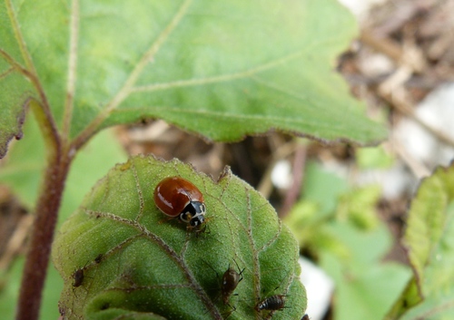 Polished Lady Beetle photo 6